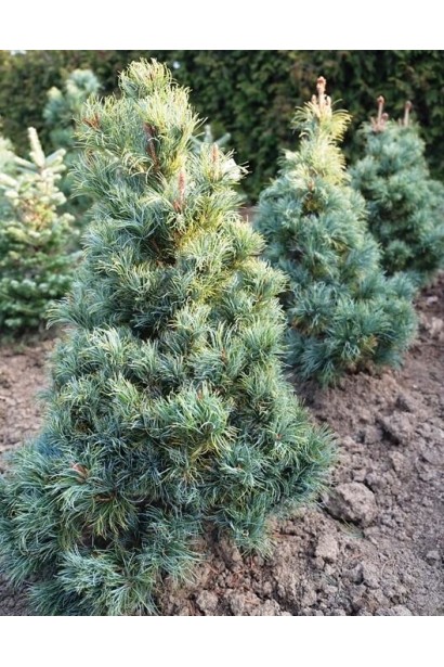 Сосна японська дрібноквіткова Бергман опис